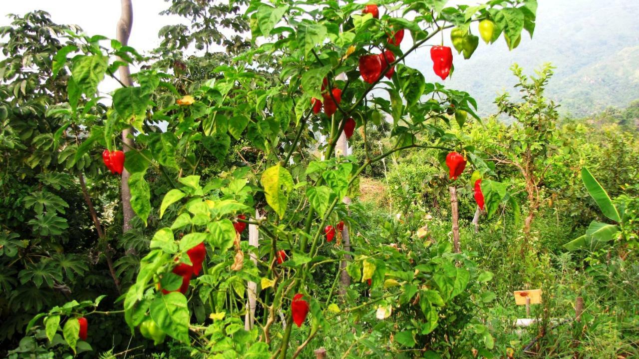 Sol De Minca Eco Lodge Ngoại thất bức ảnh